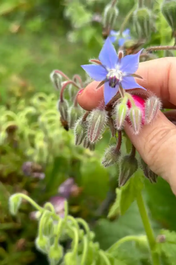 Tener un jardín de flores comestibles es posible