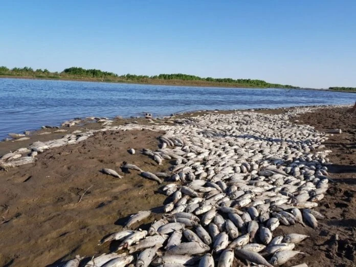 Mortandad de peces en el río Salí: los santigueños también investigan el caso