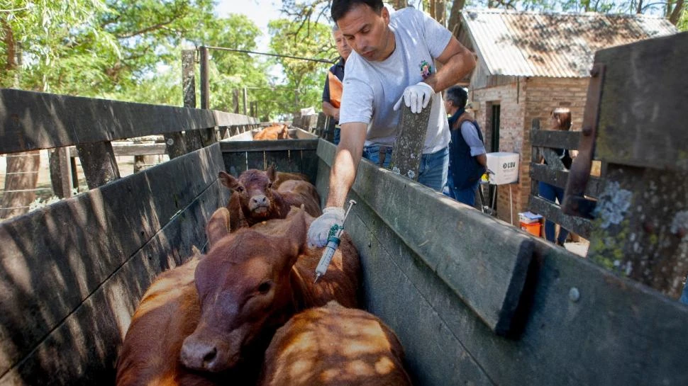 Aftosa: arrancó la segunda campaña de vacunación