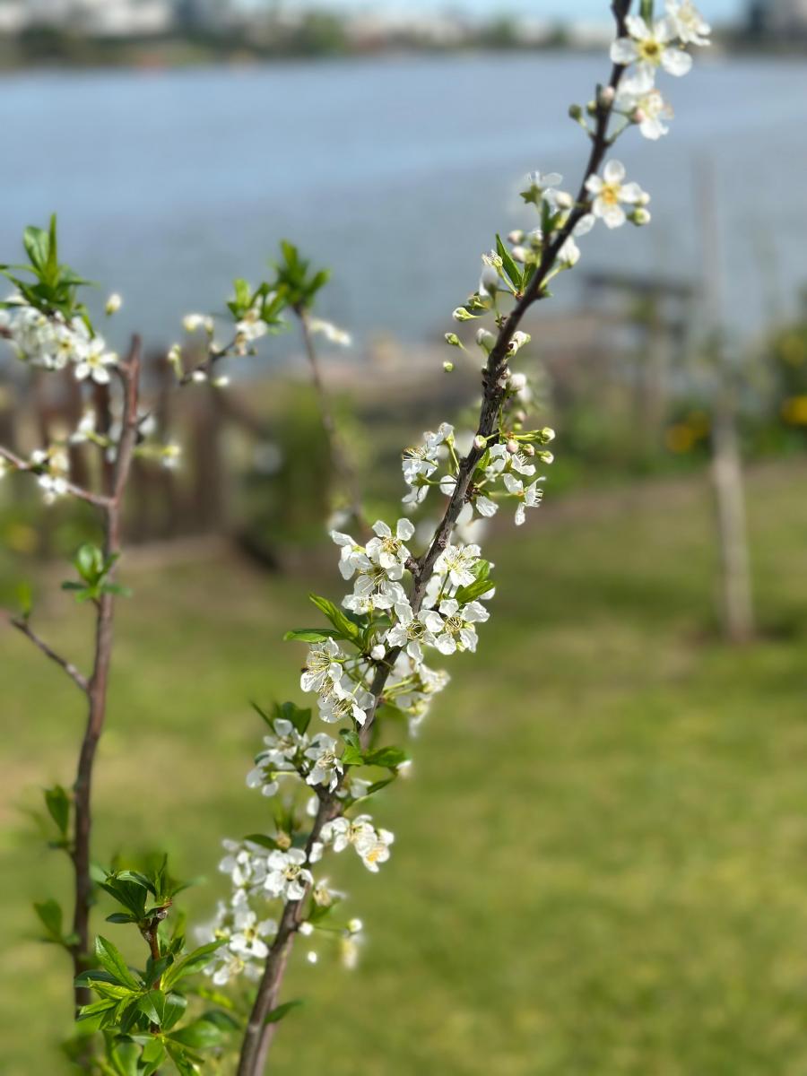 Tener un jardín de flores comestibles es posible