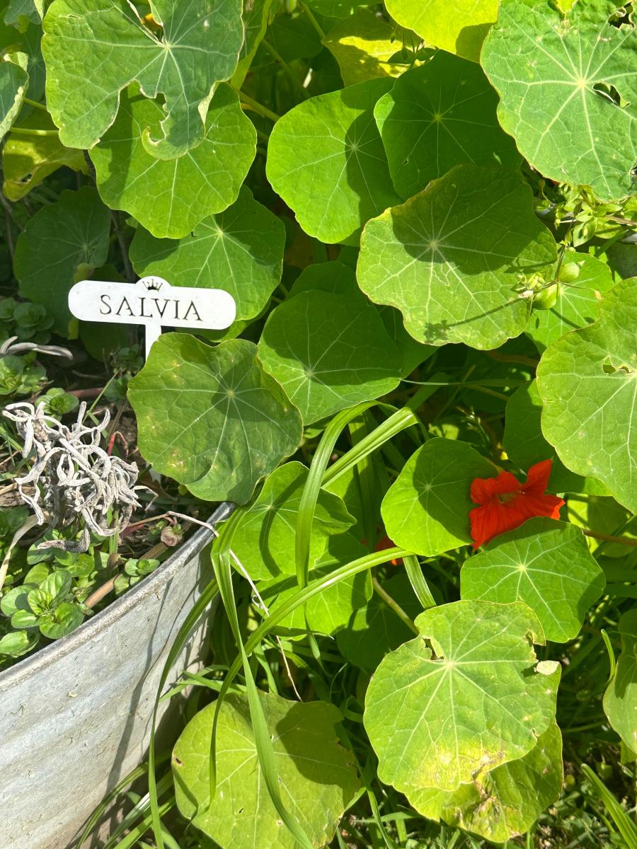 Tener un jardín de flores comestibles es posible