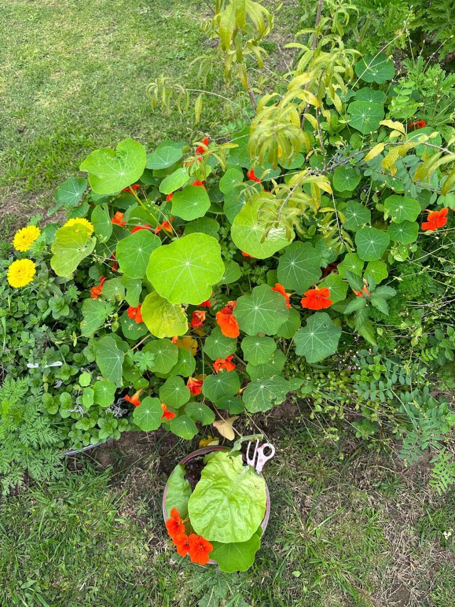 Tener un jardín de flores comestibles es posible