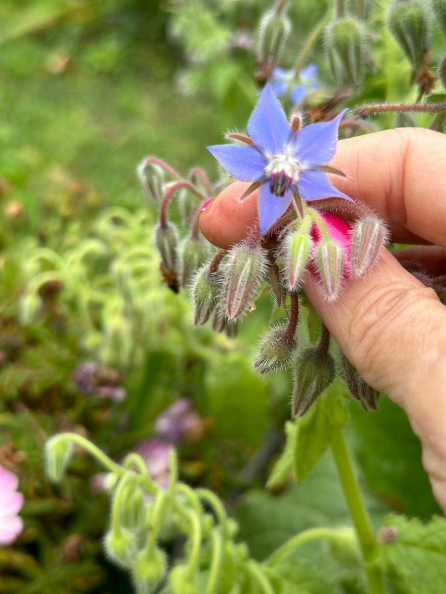 Tener un jardín de flores comestibles es posible