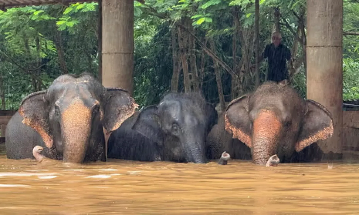 Dos elefantes murieron ahogados en una inundación sin precedentes en Tailandia.