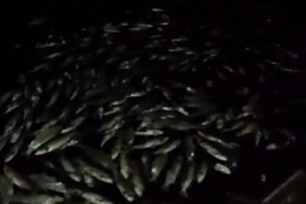 La falta de oxígeno en el agua fue la causa de la mortandad de peces