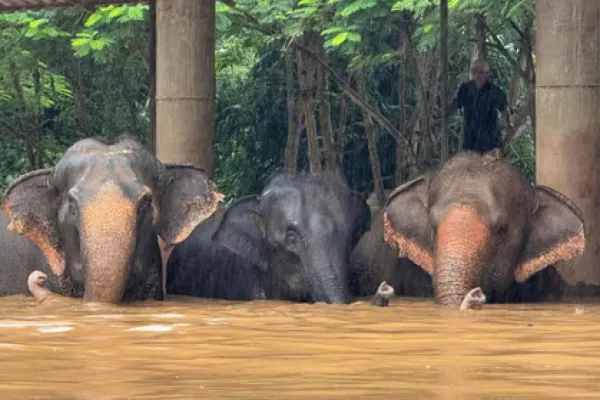 Dos elefantes murieron ahogados en una de las inundaciones más trágicas de Tailandia