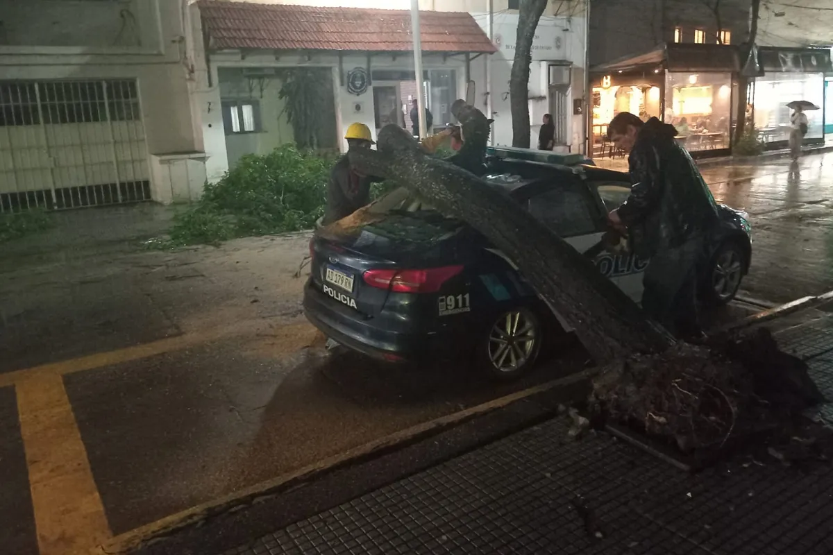 Un árbol se desplomó en pleno centro de Concepción y aplastó un vehículo de la Policía Federal