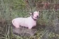 Rescatan a un perro abandonado y atado antes de la llegada del huracán Milton