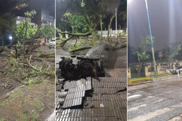 Video. La lluvia provocó la caída de un añoso árbol en Barrio Norte