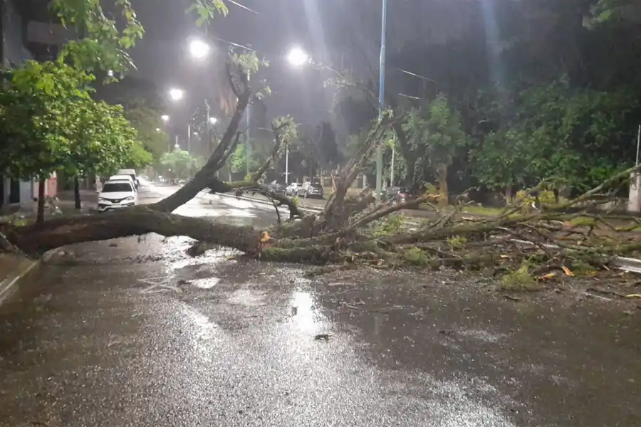 SIN PASO. Las ramas del árbol ocuparon las dos manos de Catamarca.