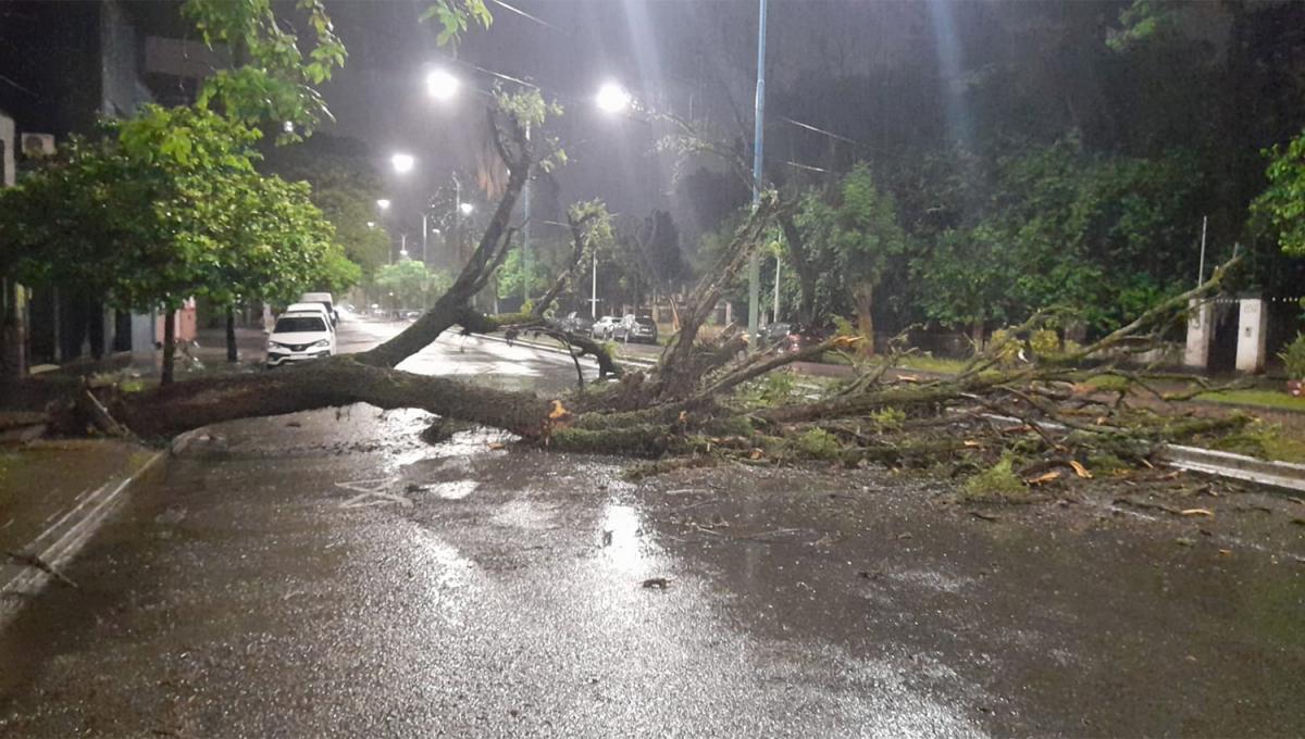 SIN PASO. Las ramas del árbol ocuparon las dos manos de Catamarca.