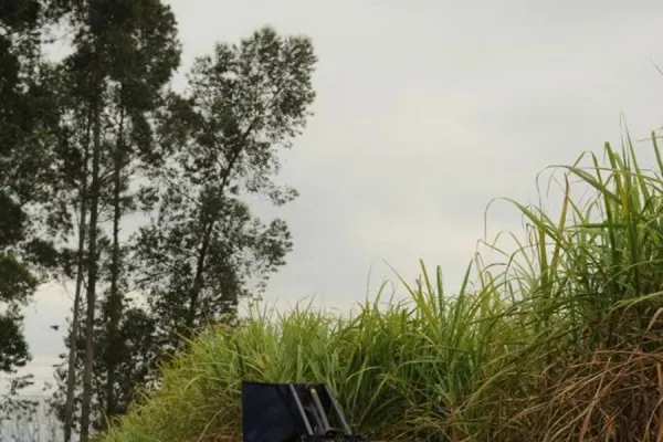 El INTA completó la cosecha de caña en surcos estrechos