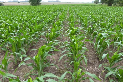 “Con prácticas adecuadas y políticas de apoyo, la producción de maíz seguirá siendo viable en el NOA