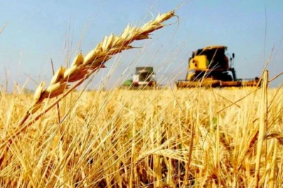 Campaña triguera 2024/5: el estrés hídrico recorta estimaciones productivas