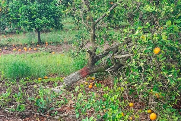 HLB: el Senasa erradicó una veintena de plantas cítricas en localidades de Corrientes