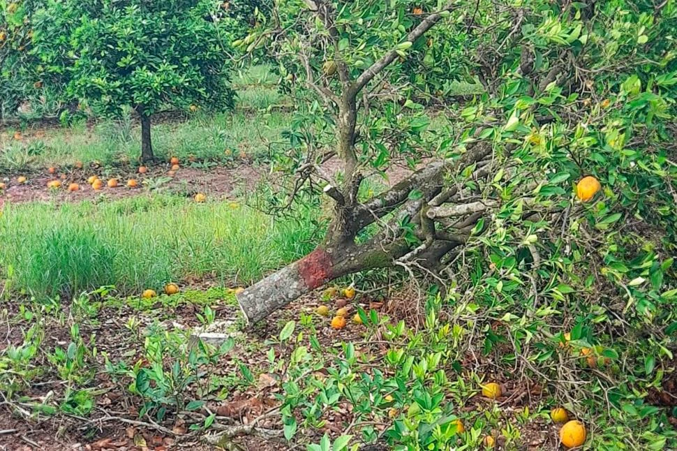 RIESGO. La planta positiva es fuente de inóculo para la dispersión del HLB.