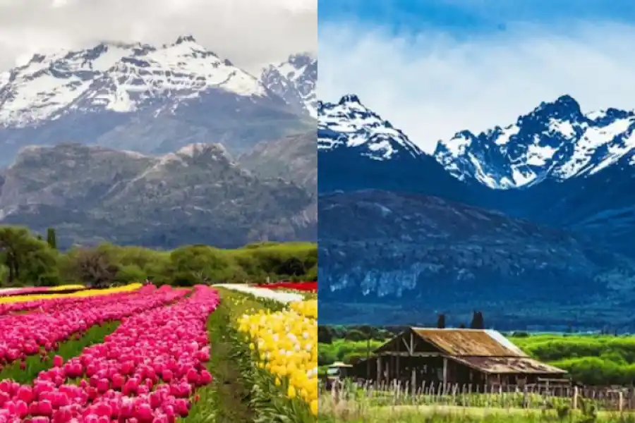 El Campo de Tulipanes, uno de los atractivos de Trevelin.