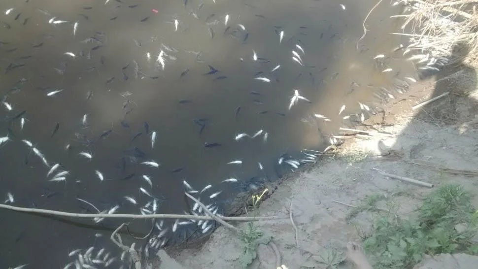 EL CASO ANTERIOR. La mortandad de peces del 4 de junio pasado en el río Muerto, un afluente del Salí.