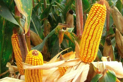 La Nación autorizó un nuevo cultivo transgénico de maíz