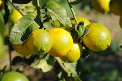 La fruta “industrial” costó un 45% menos que la de exportación