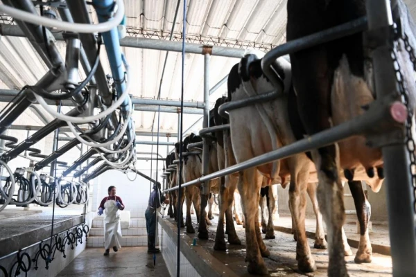 La producción de leche registró una recuperación durante el mes pasado