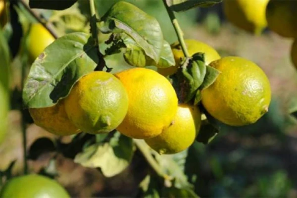 La fruta “industrial” costó un 45% menos que la de exportación