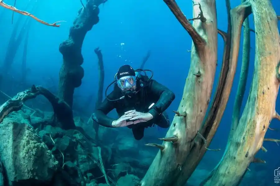 En qué ciudad de la Patagonia está el sorprendente bosque sumergido que pocos conocen