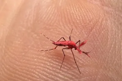 Mosquitos rojos flúor contra el dengue: cómo funciona la nueva estrategia de Mendoza para combatir el virus