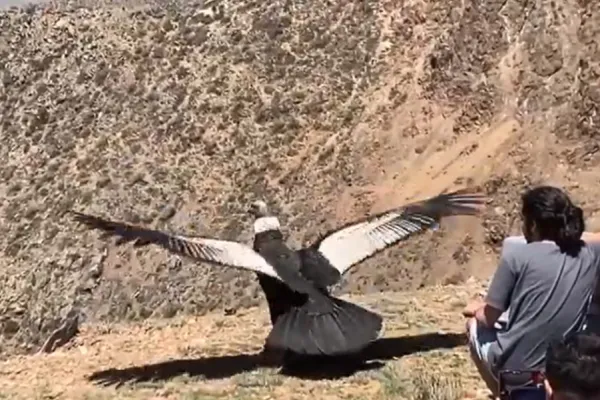 Video: entre aplausos liberaron a Neu, un cóndor rescatado de una intoxicación