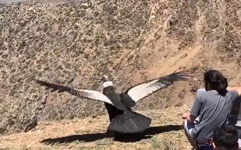 Unos pasos fuera de la jaula y el condor liberado empezó a aletear rumbo a las cumbres.