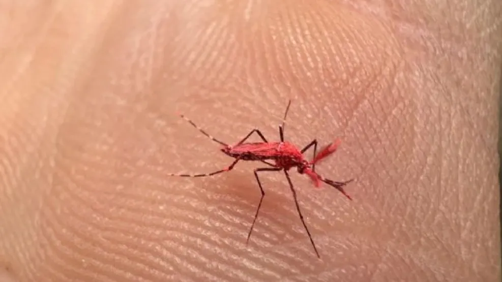 Mosquitos rojos flúor contra el dengue: cómo funciona la nueva estrategia de Mendoza para combatir el virus