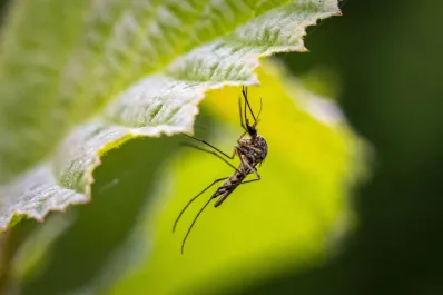 Estas son las cinco plantas que atraen mosquitos y deberías evitar tener en casa