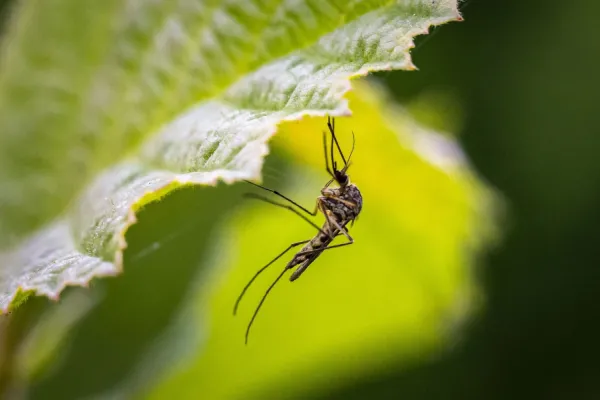 Estas son las cinco plantas que atraen mosquitos y deberías evitar tener en casa