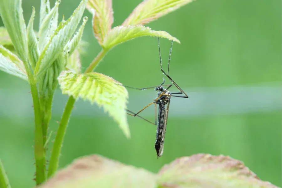 Se trata de plantas comunes que pueden atraer al mosquito del dengue.