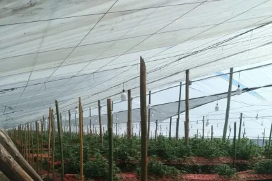 Industria del cannabis: una decisión oficial pone en riesgo la creación empleos y futuras exportaciones