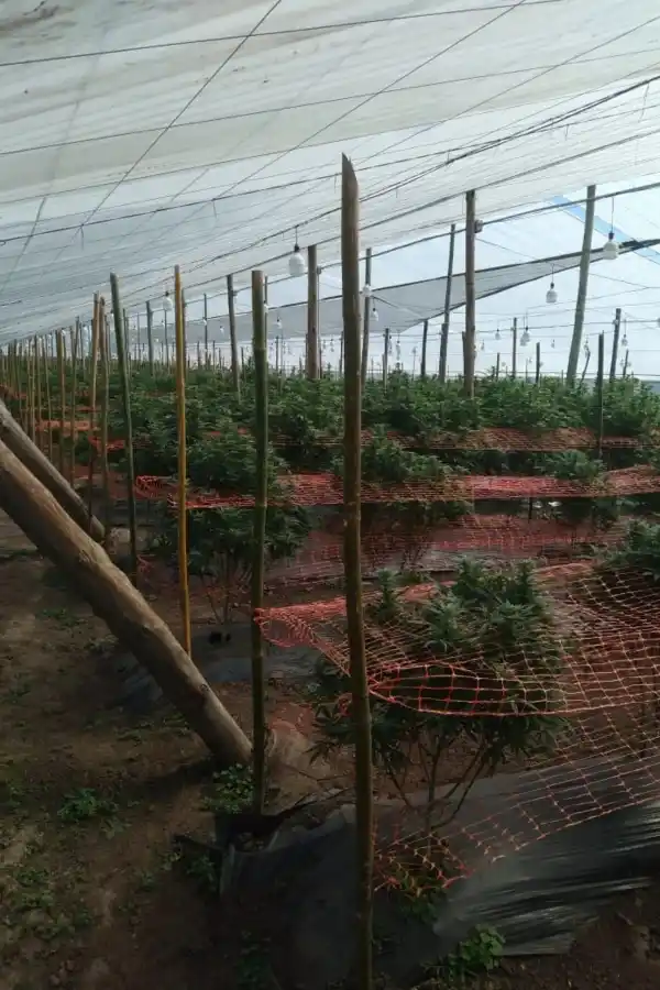 Cultivo de cannabis.