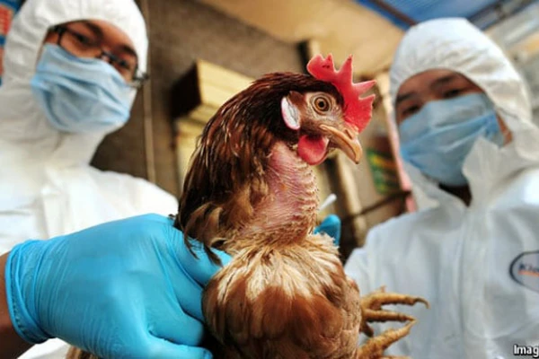 Influenza aviar: curso del Senasa para su detección