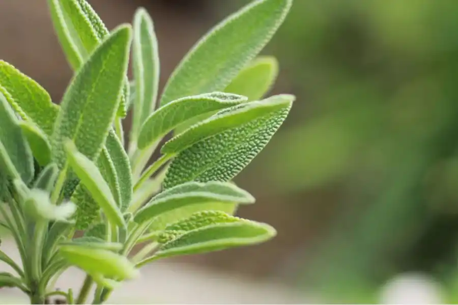 La salvia ayuda a controlar los niveles de azúcar en sangre