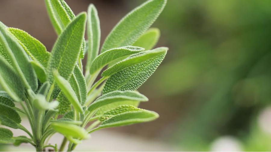 La salvia ayuda a controlar los niveles de azúcar en sangre