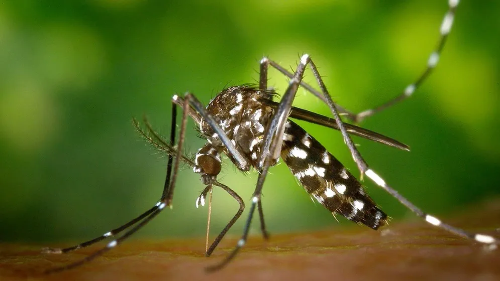 AEDES AEGYPTI. Tucumán lleva más de 100 días sin casos registrados pero las medidas preventivas no se detienen