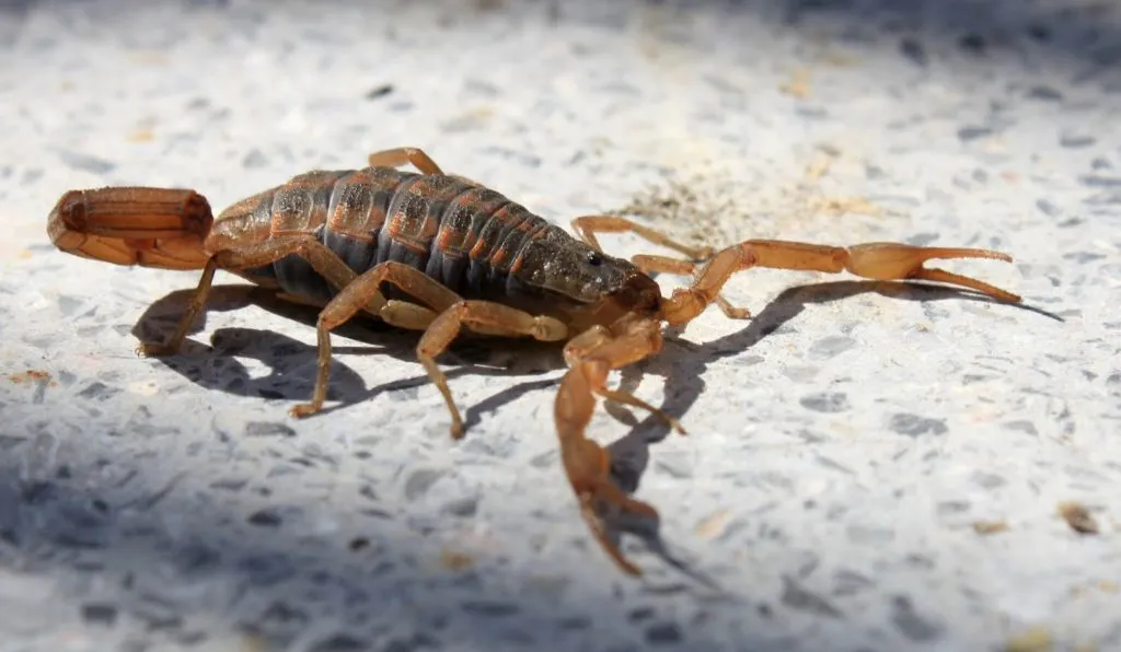 Estos son los insectos en tu casa que atraen a los alacranes: qué es lo primero que debes hacer si te pica