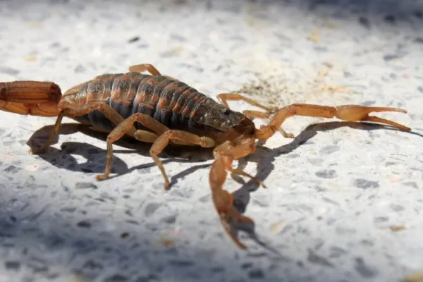 Estos son los insectos en tu casa que atraen a los alacranes: qué es lo primero que debes hacer si uno te pica