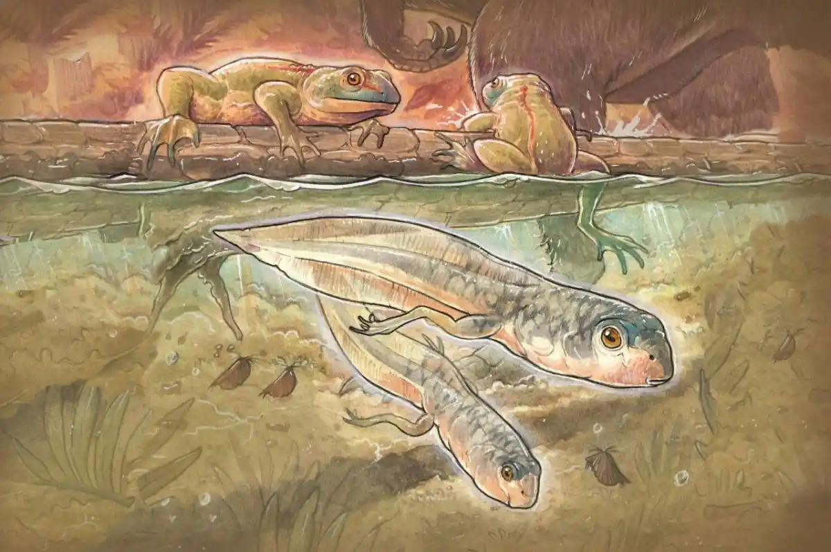 El descubrimiento arroja luz sobre ciclo de vida bifásico de los anuros. 