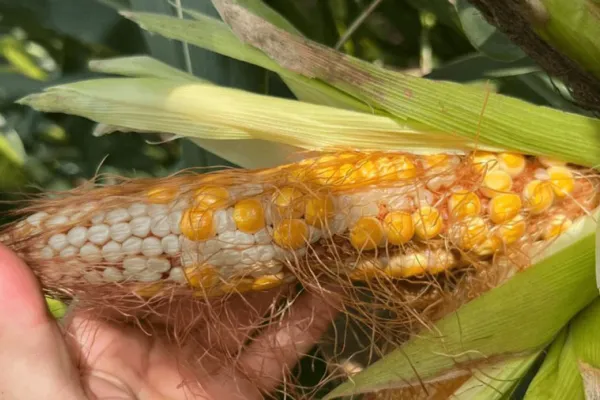 Técnicos de la Eeaoc y de CREA analizaron herbicidas para el control de maíces “guachos”