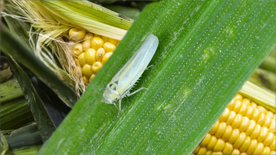 DATO. Las poblaciones de Dalbulus maidis decrecieron en el invierno y la primera parte de la primavera; entre otros, por las heladas y por la falta de plantas.