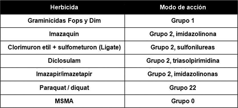 Técnicos de la Eeaoc y de CREA analizaron herbicidas para el control de maíces “guachos”