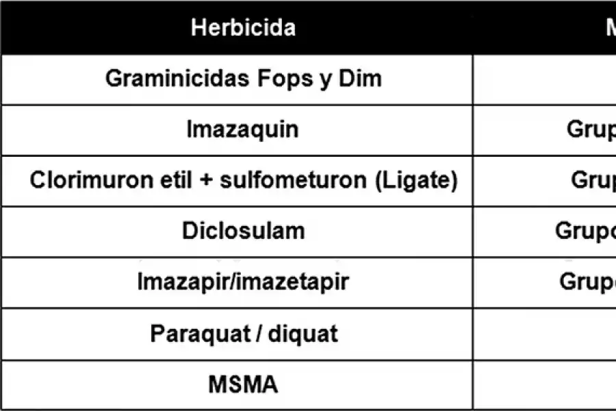 Técnicos de la Eeaoc y de CREA analizaron herbicidas para el control de maíces “guachos”