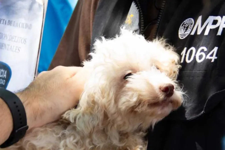 De la indignación a la felicidad: rescataron más de 50 perros caniche de un criadero