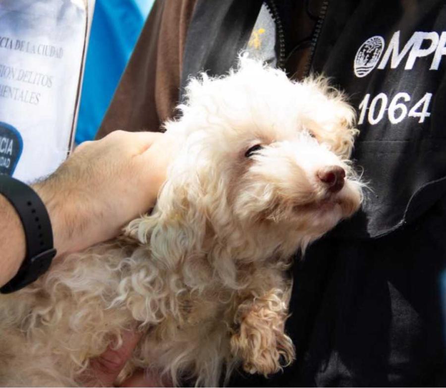 De la indignación a la felicidad: rescataron más de 50 perros caniche de un criadero