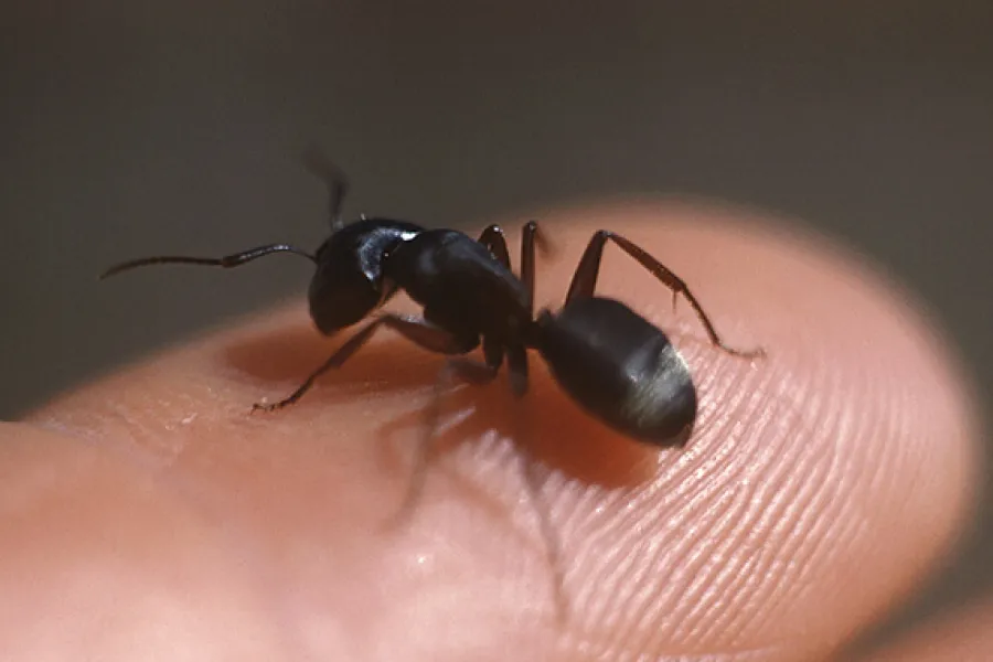 Las hormigas pueden atrer otros insectos que potencien los efectos devastadores contra las edificaciones.